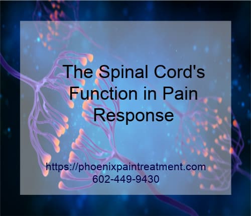 Graphic stating The Spinal Cords Function in Pain Response
